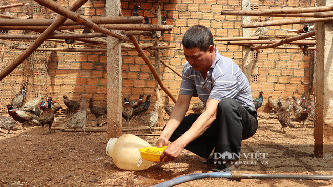 Đến nay, mọi kỹ thuật và cách chăm sóc chim trĩ đều được ông Phương và vợ áp dụng thuần thục.