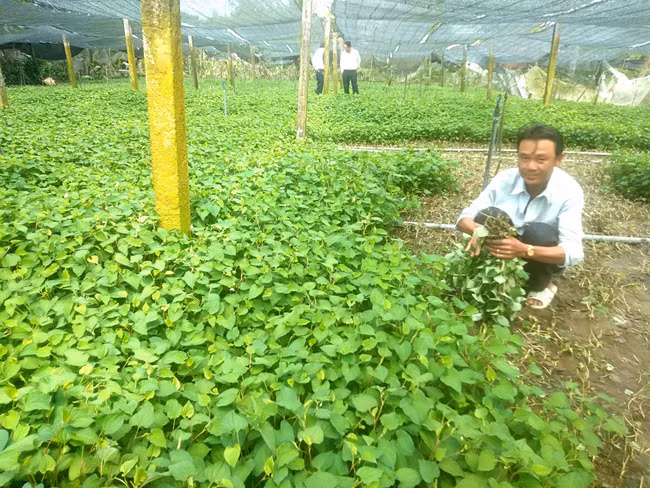 Ông Tám Sẵn thu hoạch rau diếp cá trong trang trại trồng rau diếp cá lớn nhất, nhì trong vùng.