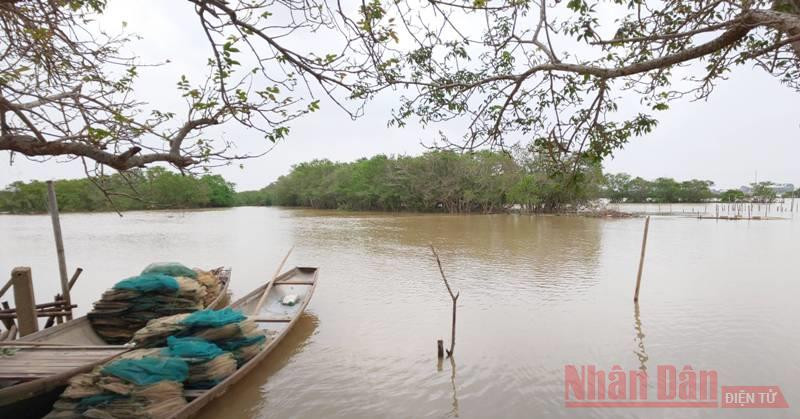 Lưới được xếp gọn lại chờ ra Tết thả cá, nuôi tôm. Rừng ngập mặn rú Chá đã giúp ông Đáp, bà Hồng nuôi mười người con ăn học. Lưới được xếp gọn lại chờ ra Tết thả cá, nuôi tôm. Rừng ngập mặn rú Chá đã giúp ông Đáp, bà Hồng nuôi mười người con ăn học.