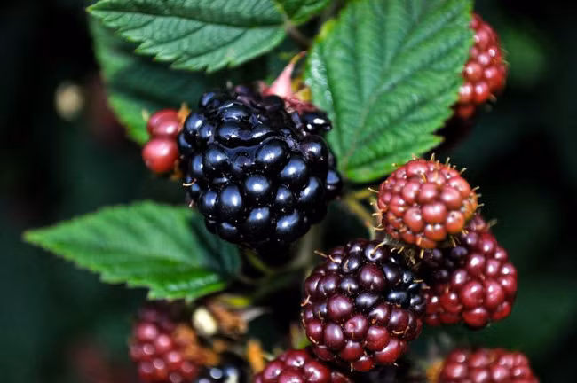 Hiện nay, mâm xôi còn được ví là 