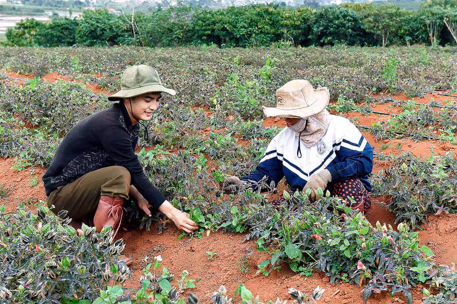10.Gia đình anh Trần Văn Thanh (thôn 3) chuyển đổi 1,3ha đất sang trồng cây dược liệu. Ngoài ra, anh Thanh có 2ha cà phê kinh doanh, 5 sào lúa… mỗi năm trừ hết chí phí đầu tư vẫn còn trên 100 triệu đồng.