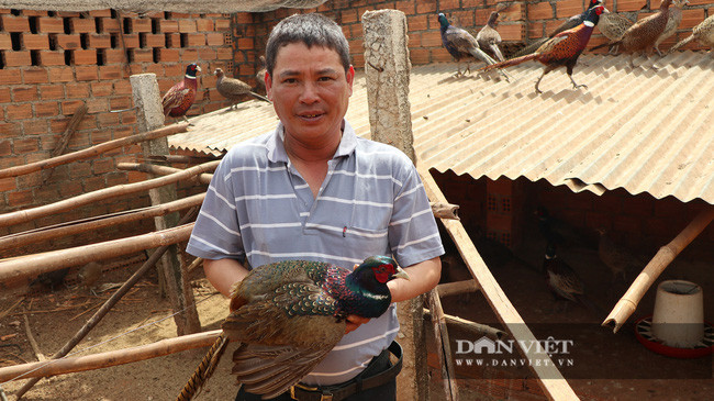 Ông Nguyễn Ngọc Phương (46 tuổi, thị trấn Nam Ban, huyện Lâm Hà, tỉnh Lâm Đồng) bên những con chim trĩ trong trại trại của gia đình mình.