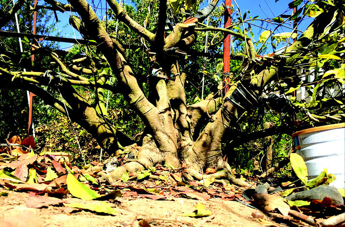 Một cội mai cổ ở Đức Linh Một cội mai cổ ở Đức Linh