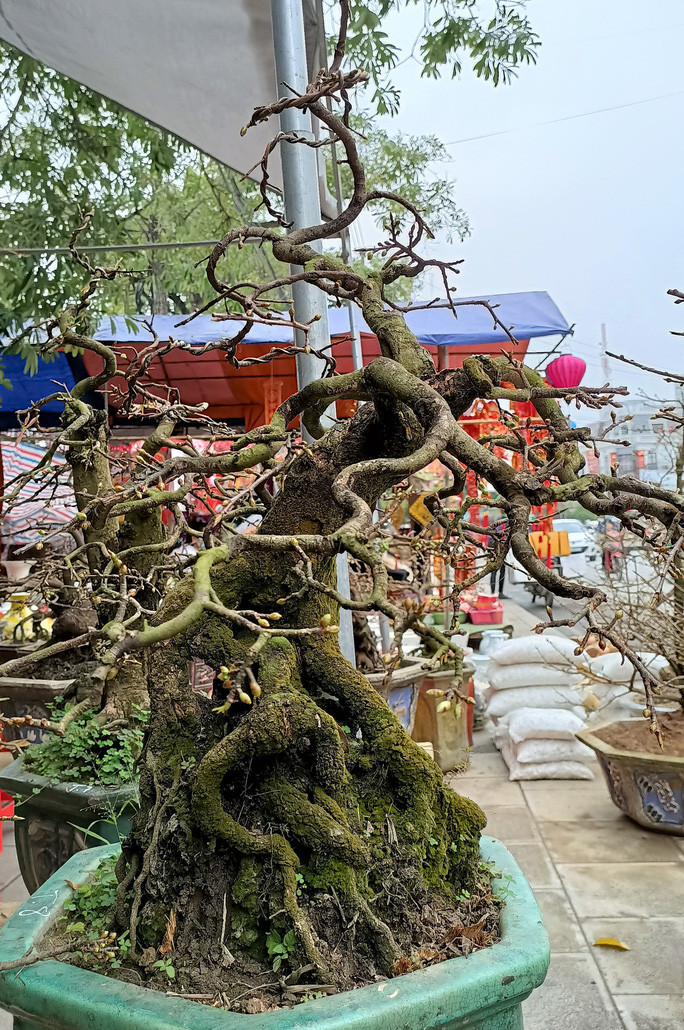 Mai thế ở An Nhơn đẹp nức tiếng cả nước, dù cây bé nhưng giá bán rất cao...