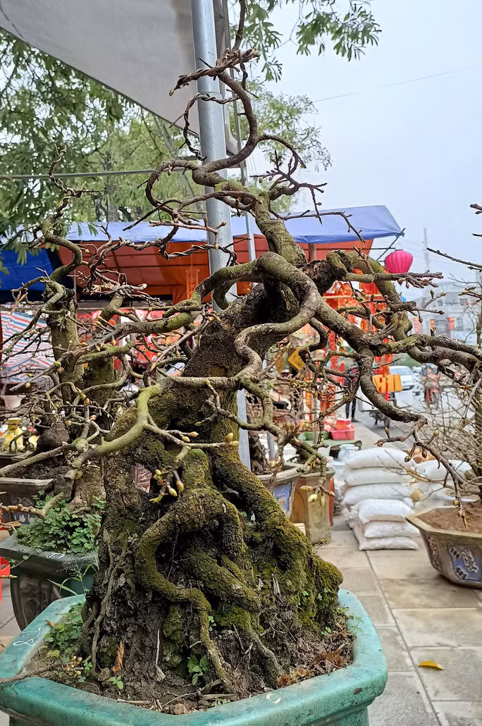 Mai thế ở An Nhơn đẹp nức tiếng cả nước, dù cây bé nhưng giá bán rất cao...