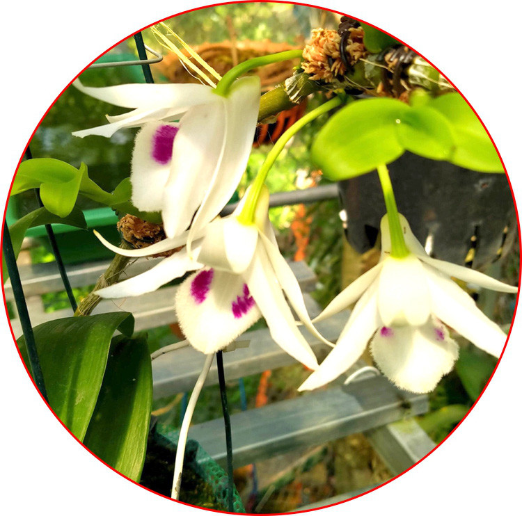 Những bông lan phi điệp 5 cánh trắng Phú Thọ của gia đình ông Nguyễn Văn Chương, xã Vạn Xuân, huyện Tam Nông, tỉnh Phú Thọ với vẻ đẹp thanh khiết làm say đắm lòng người yêu lan. Những bông lan phi điệp 5 cánh trắng Phú Thọ của gia đình ông Nguyễn Văn Chương, xã Vạn Xuân, huyện Tam Nông, tỉnh Phú Thọ với vẻ đẹp thanh khiết làm say đắm lòng người yêu lan.