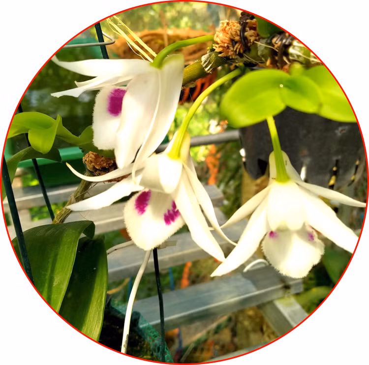 Những bông lan phi điệp 5 cánh trắng Phú Thọ của gia đình ông Nguyễn Văn Chương, xã Vạn Xuân, huyện Tam Nông, tỉnh Phú Thọ với vẻ đẹp thanh khiết làm say đắm lòng người yêu lan. Những bông lan phi điệp 5 cánh trắng Phú Thọ của gia đình ông Nguyễn Văn Chương, xã Vạn Xuân, huyện Tam Nông, tỉnh Phú Thọ với vẻ đẹp thanh khiết làm say đắm lòng người yêu lan.