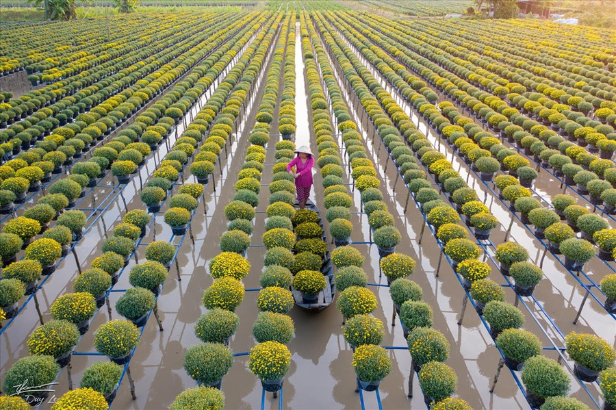  Khi thu hoạch, các hộ trồng phải dùng thuyền để chèo giữa các luống hoa. (Ảnh: Thanh Duy)