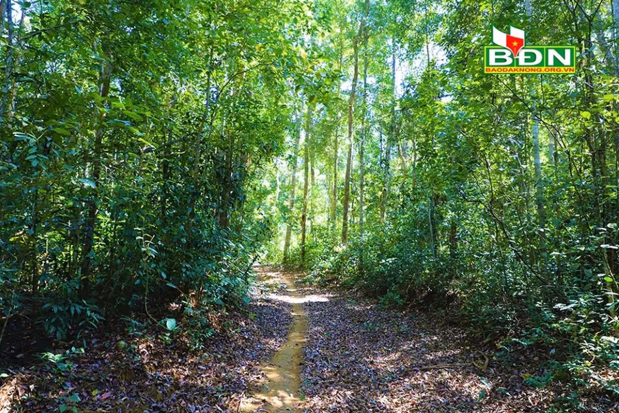 Con đường mòn đến thác Bảy Tầng nằm dưới tán lá rừng xanh ngắt, không khí trong lành và vẻ đẹp hoang sơ.