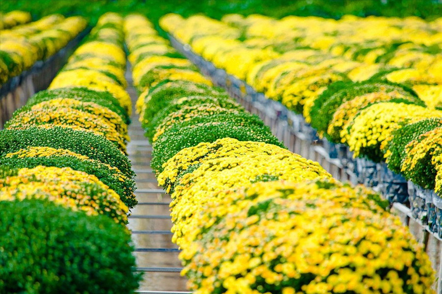  Trong đó, hoa cúc mâm xôi được người dân cung cấp với số lượng lớn cho thị trường mỗi dịp giáp Tết. (Ảnh: Paris Le)