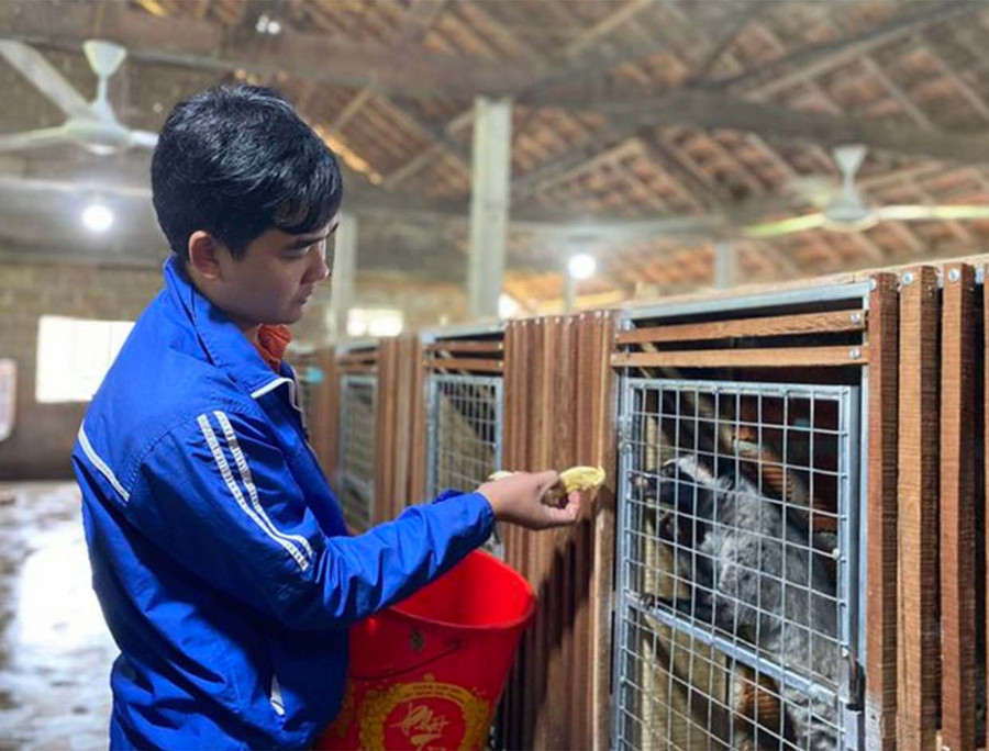  Anh Tài chăm sóc chồn hương - ẢNH: HỒNG PHÚC