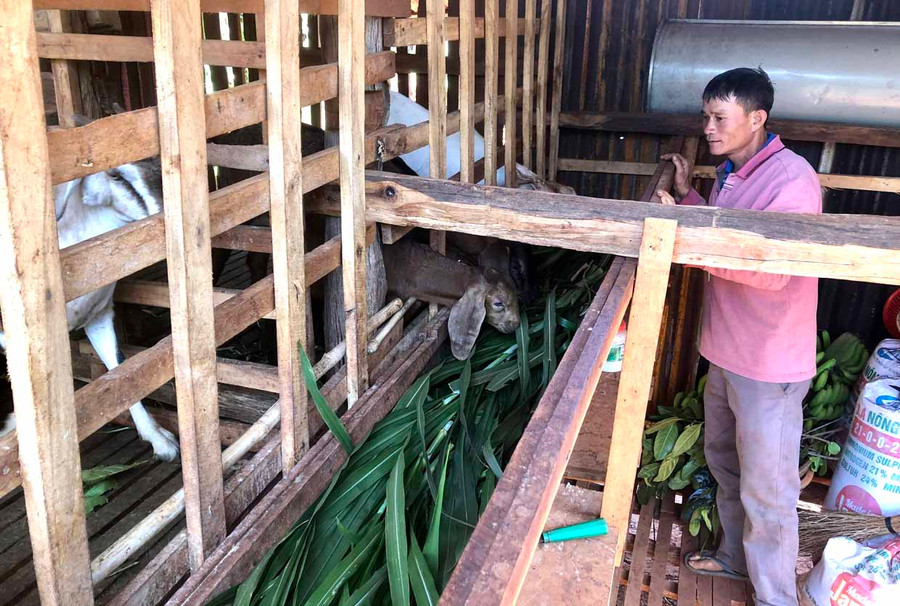 Ông Mai Bá Hậu-thôn Phú Hà, xã Ia Blứ chăm sóc cặp dê sinh sản vừa được xã hỗ trợ. Ảnh: Lê Nam