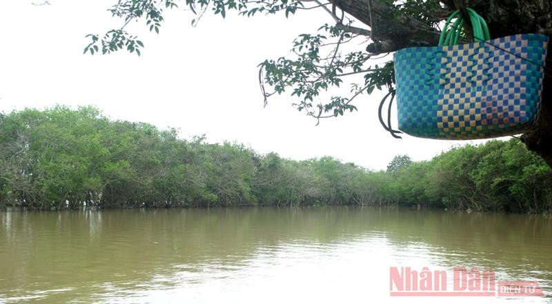 Rừng Chá nhìn từ nhà ông Đáp. Rừng Chá nhìn từ nhà ông Đáp.