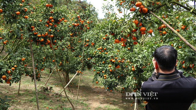 Vườn quýt đặc sản của của gia đình ông Đỗ Trọng rất đẹp khiến ai đến tham quan cũng phải trầm trồ, ngưỡng mộ.