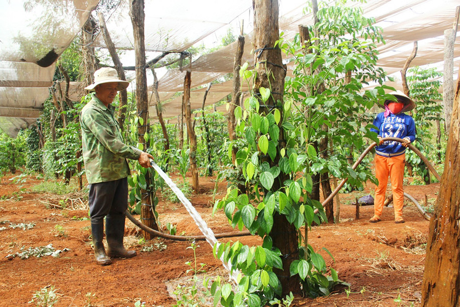 Một số địa phương trên địa bàn huyện Chư Sê đã xuất hiện tình trạng thiếu nước tưới cho các loại cây công nghiệp dài ngày. Ảnh: Quang Tấn Một số địa phương trên địa bàn huyện đã xuất hiện tình trạng thiếu nước nước cho các loại cây công nghiệp dài ngày. Ảnh: