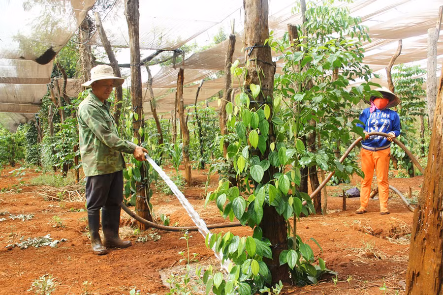 Một số địa phương trên địa bàn huyện đã xuất hiện tình trạng thiếu nước nước cho các loại cây công nghiệp dài ngày. Ảnh: 