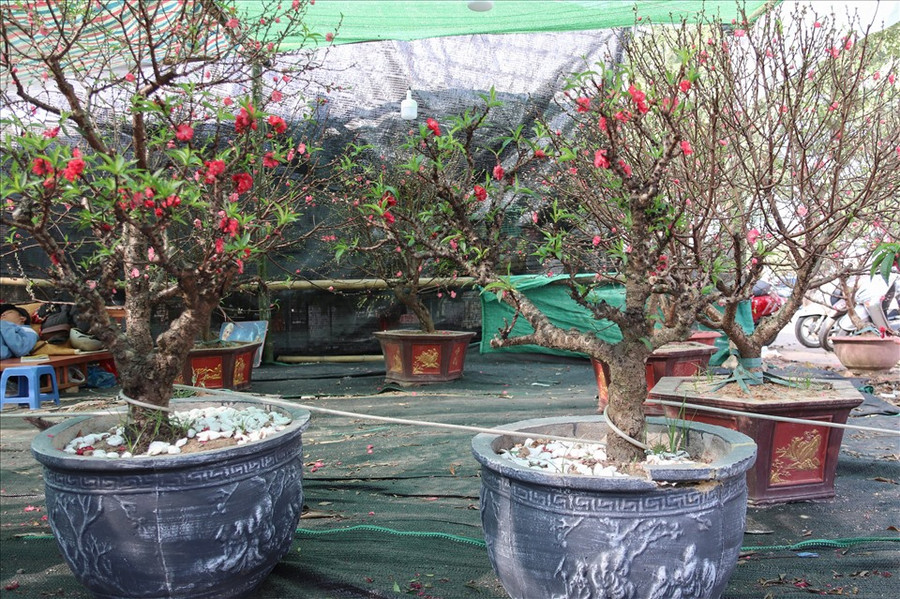 Thông thường, để sở hữu một cây đào thất thốn cao, có nhiều năm tuổi, người mua phải bỏ ra hàng chục triệu, thậm chí lên đến cả trăm triệu đồng.