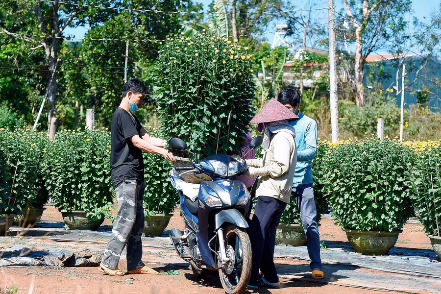 9.Bà Đoàn Thị Thao, chuyên trồng hoa (phường Thắng Lợi), cho biết: “dịch COVID-19 bùng phát nên lượng khách giảm mạnh đột ngột. Để thu hút khách, tôi phải giảm giá 20%, mong thu hồi vốn, vậy mà cũng không có mấy khách đến hỏi mua”.