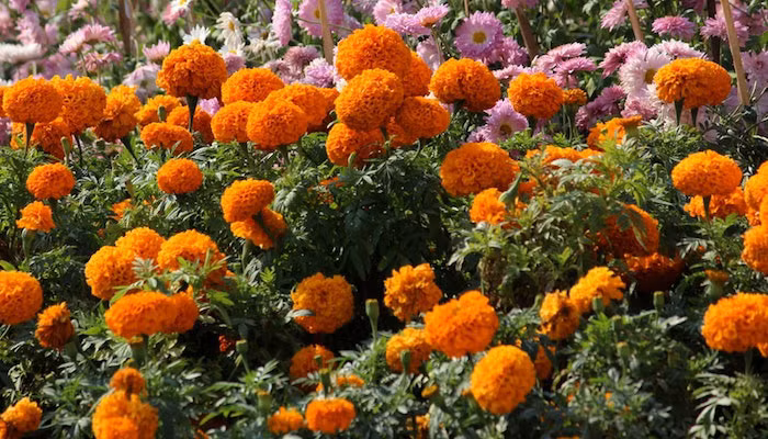 Cúc vạn thọ mang biểu tượng của sự tốt lành, sự vĩnh cửu dài lâu. (Ảnh minh họa)