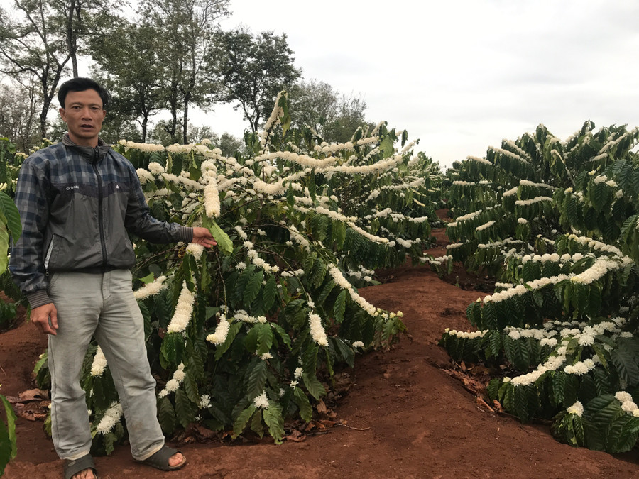 Ông Đào Văn Mạnh lo lắng bên vườn cà phê trổ bông trắng xóa. Ảnh: Nguyễn Diệp