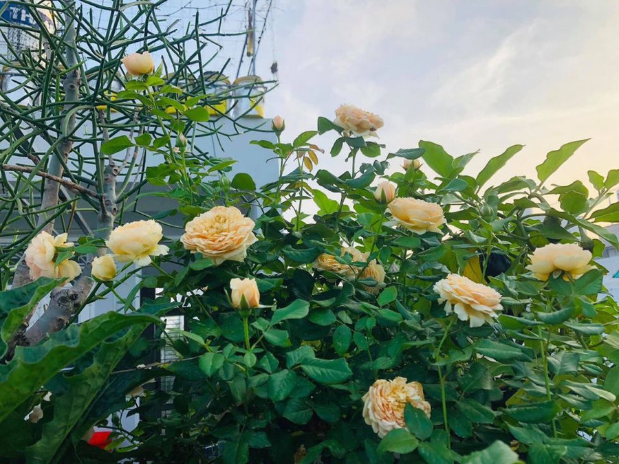  Ngoài nông sản chị Thương cũng trồng rất nhiều hoa