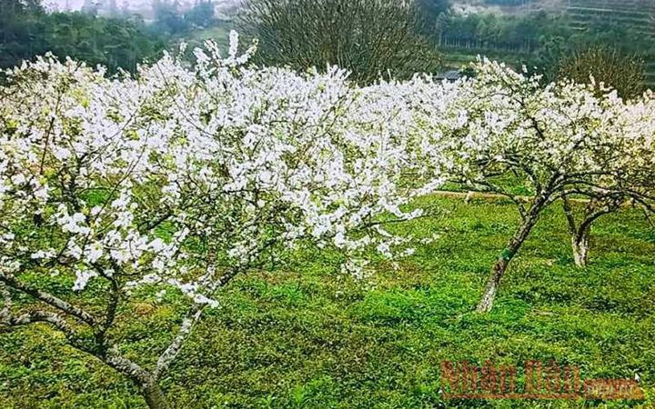 Sắc trắng tinh khôi hoa mận Tam Hoa.
