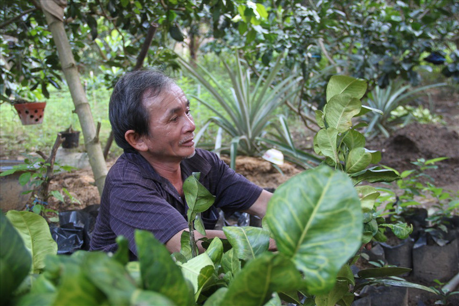 Gia đình ông Võ Đông Sơ có lẽ là người đầu tiên trồng bưởi da xanh ở huyện Hoài Ân (tỉnh Bình Định). Ảnh: T.X