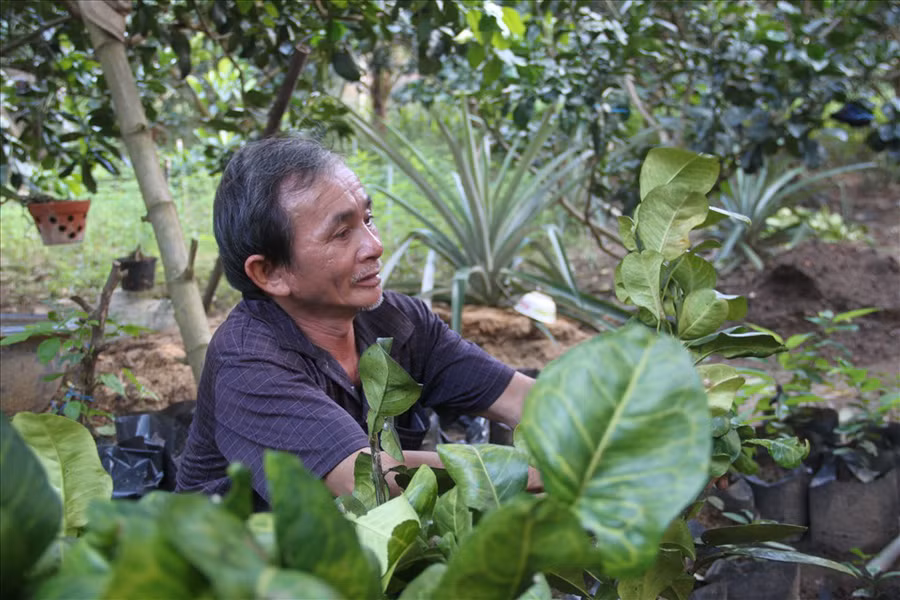 Gia đình ông Võ Đông Sơ có lẽ là người đầu tiên trồng bưởi da xanh ở huyện Hoài Ân (tỉnh Bình Định). Ảnh: T.X