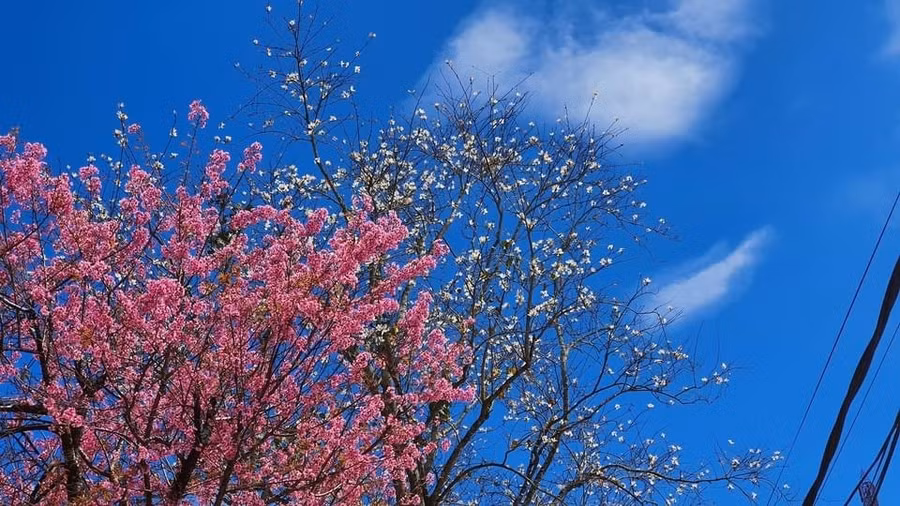 Mùa xuân xứ hoa – Đà Lạt kết tinh từ đất lành ảnh 2