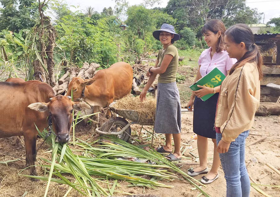 Ngân hàng Chính sách Xã hội tỉnh đáp ứng nhu cầu vốn kịp thời giúp người dân phát triển sản xuất có hiệu quả. 