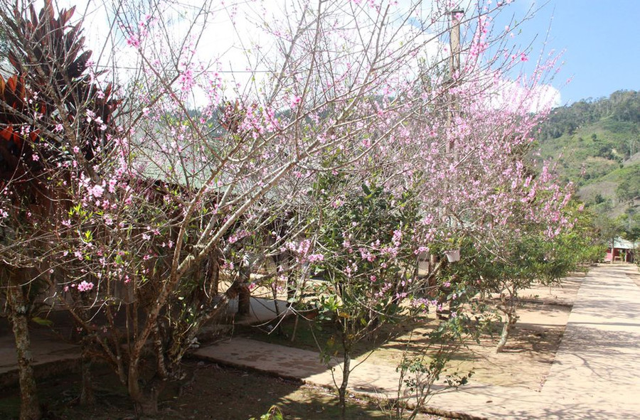  Hộ dân nào ở thôn A Rầng đều trồng một cây đào rừng trước nhà mình. ẢNH: MẠNH CƯỜNG