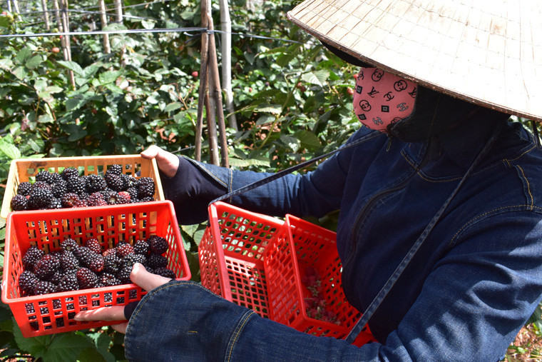 Trồng phúc bồn tử đen nếu chăm sóc tốt có thể cho thu hoạch quả liên tục từ 8-10 năm, thu hoạch quanh năm, trọng lượng trái trung bình 80-90 quả/kg.