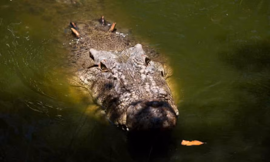Cá sấu Úc nổi tiếng là to lớn và hung dữ (ảnh: Guardian)