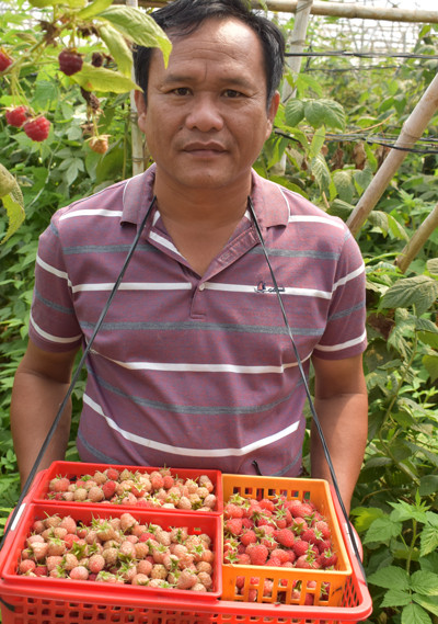 Ông Huỳnh Trung Quân với Trang trại Phúc Bồn tử tại xã Hiệp Thạnh, Đức Trọng