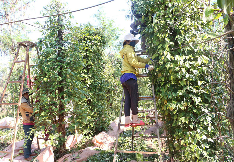 Giá tiêu xuống thấp, nhiều hộ cắt giảm chi phí tái đầu tư, thậm chí bỏ bê nên năng suất hồ tiêu giảm lần qua các năm. Ảnh: Quang Tấn