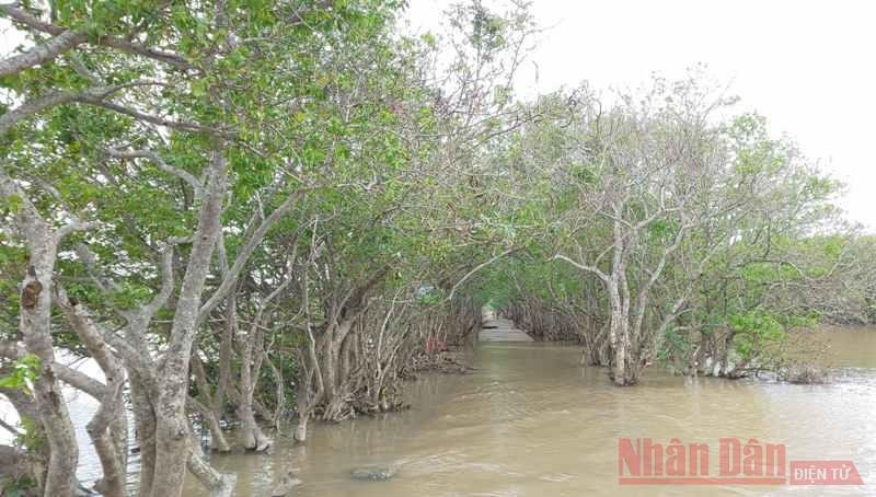 Những tàng cây mảnh khảnh, gân guốc. Đây cũng là con đường đẹp nổi tiếng của rú Chá. Những tàng cây mảnh khảnh, gân guốc. Đây cũng là con đường đẹp nổi tiếng của rú Chá.