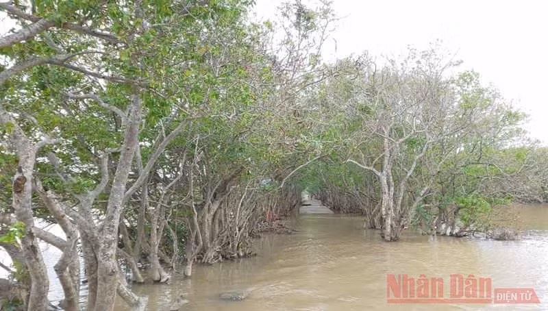 Những tàng cây mảnh khảnh, gân guốc. Đây cũng là con đường đẹp nổi tiếng của rú Chá.