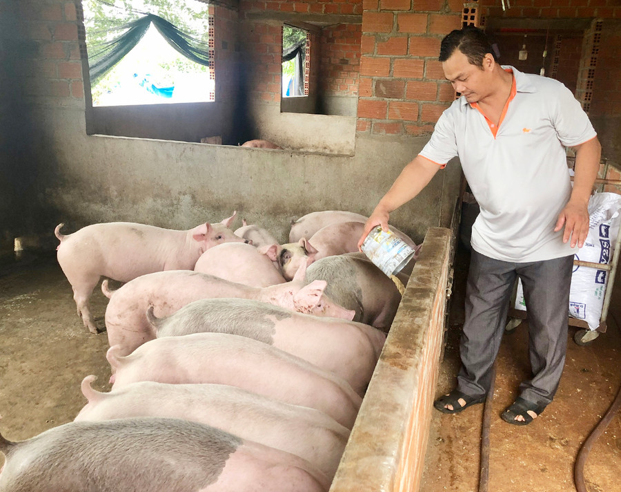Nuôi heo thịt theo mô hình trang trại tại huyện Ia Grai. Ảnh: Lê Nam Nuôi theo thịt theo mô hình trang trại tại huyện Ia Grai. Ảnh: Lê Nam