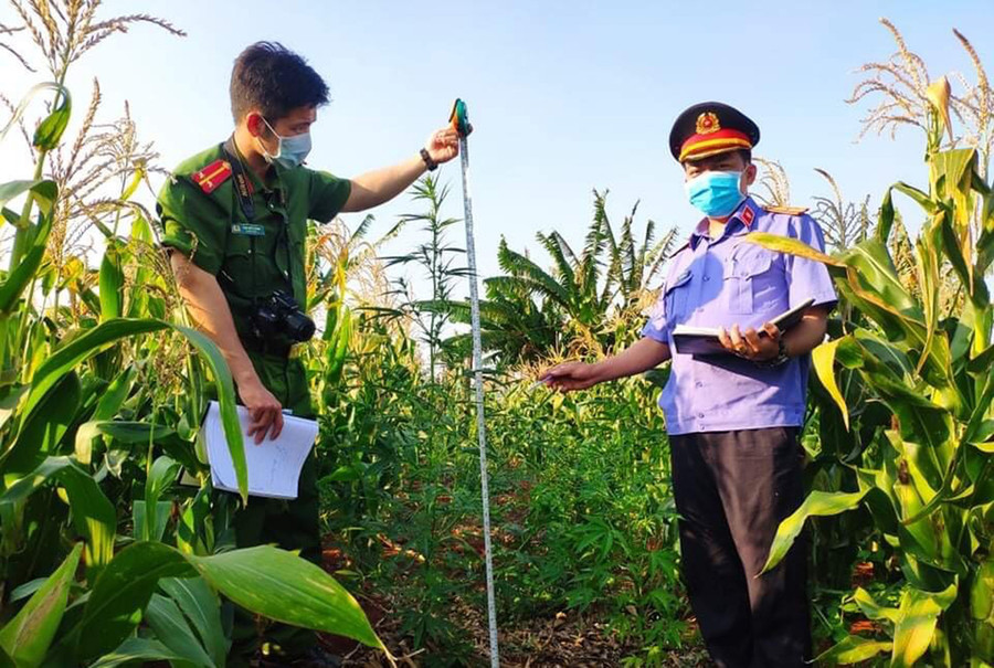  Lực lượng chức năng kiểm tra hiện trường khu vực trồng cần sa. Ảnh: Văn Ngọc