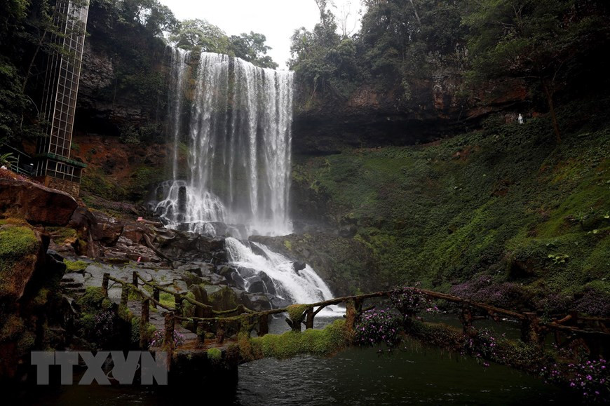 Lâm Đồng: Ngỡ ngàng trước vẻ đẹp hoang sơ của thác Đambri ảnh 10 Thác nằm giữa khung cảnh rừng hoang sơ, hùng vĩ với nhiều loài thực vật quý.
