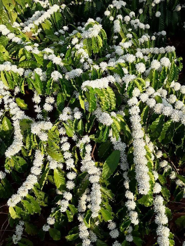  Những chùm hoa cà phê trắng màu tinh khiết khiến nhiều du khách đường xa mê mẩn mãi ngắm nhìn, chụp hình lưu niệm.