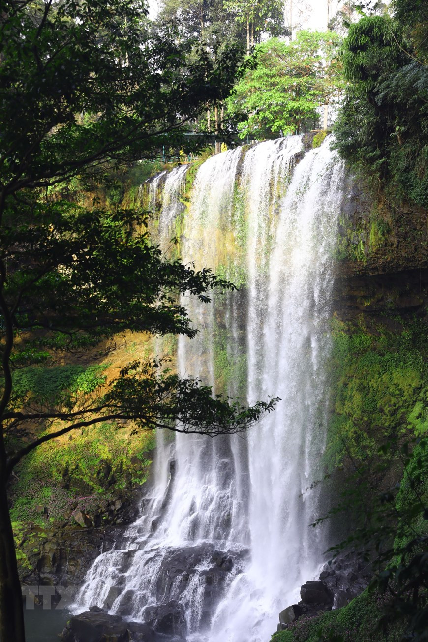 Lâm Đồng: Ngỡ ngàng trước vẻ đẹp hoang sơ của thác Đambri ảnh 9 Xung quanh tháp là nhiều loại cây lâu năm quý hiếm.