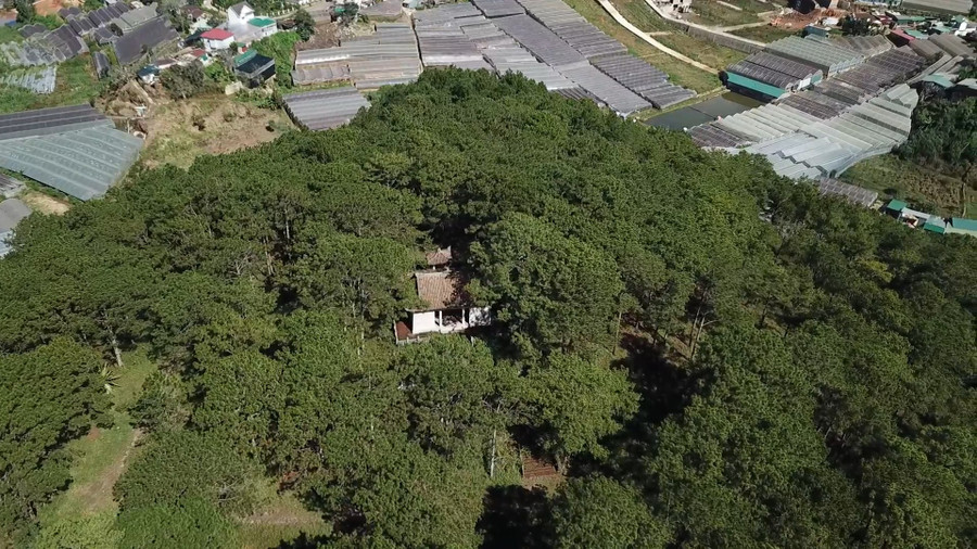 Toàn bộ các hạng mục cổng lăng, lăng chính và các công trình phụ trong cụm lăng mộ vợ chồng Quận công Nguyễn Hữu Hào (thân phụ của Nam Phương Hoàng hậu) được bao phủ bởi một rừng thông xanh mát. Toàn bộ các hạng mục cổng lăng, lăng chính và các công trình phụ trong cụm lăng mộ vợ chồng Quận công Nguyễn Hữu Hào (thân phụ của Nam Phương Hoàng hậu) được bao phủ bởi một rừng thông xanh mát.