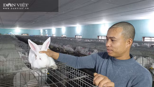 Chuồng nuôi thỏ có hệ thống thông gió tốt nên không khí trong nhà luôn thông thoáng, không có mùi hôi. Chuồng nuôi thỏ có hệ thống thông gió tốt nên không khí trong nhà luôn thông thoáng, không có mùi hôi.