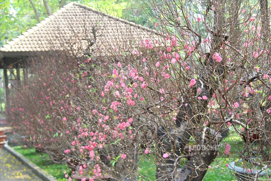  Hoa đào tượng trưng cho sự sinh sôi nảy nở...