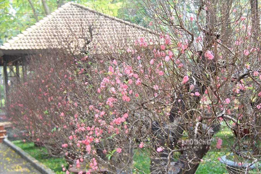  Hoa đào tượng trưng cho sự sinh sôi nảy nở...