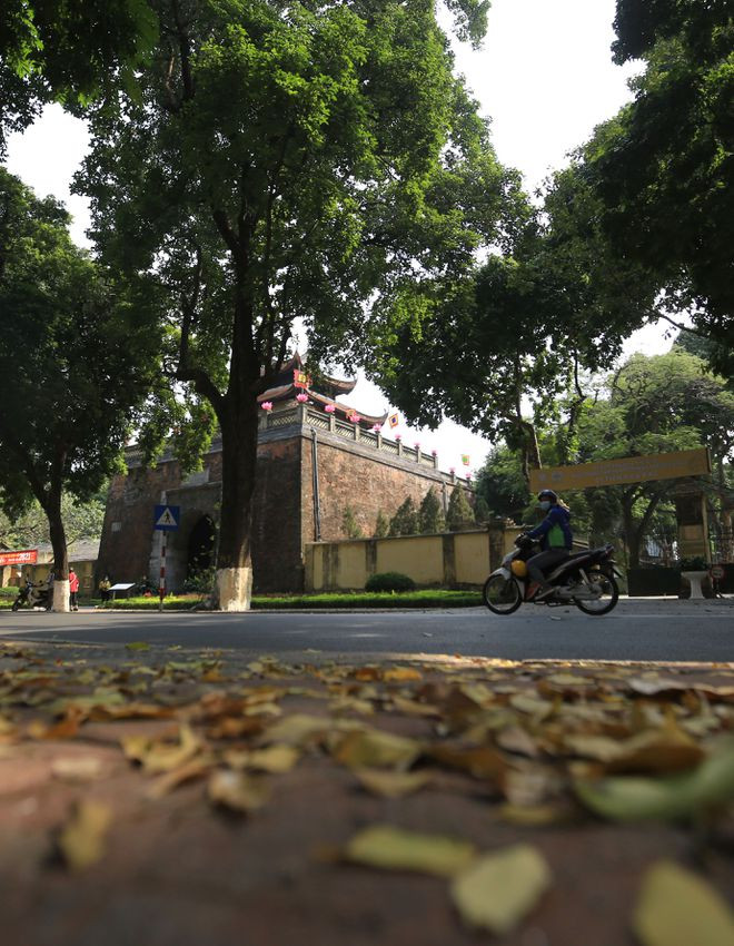 Hàng cây thay lá trước Hoàng thành Thăng Long