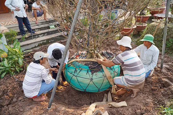 Chuẩn bị cho công đoạn di chuyển mai cổ thụ ẢNH: XUÂN PHÚC
