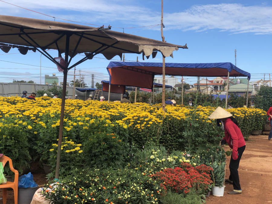 Những chậu cúc đã hạ giá so với mọi năm vẫn chẳng có mấy khách mua