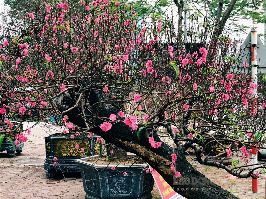 Khách xem thì nhiều, mua thì ít khiến nhiều chủ vườn không khỏi lo lắng  Khách xem thì nhiều, mua thì ít khiến nhiều chủ vườn không khỏi lo lắng